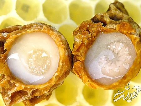 ژل رویال در کندوی عسل ژل رویال, ژل رویال چیست,ژل رویال در کندوی عسل
